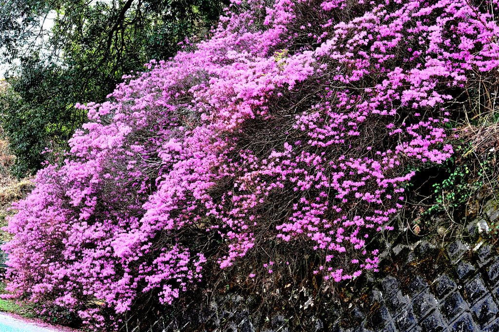 路傍の花
