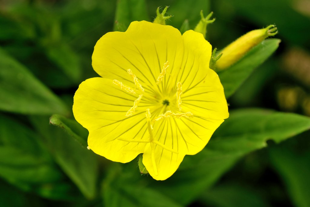 花0529-1