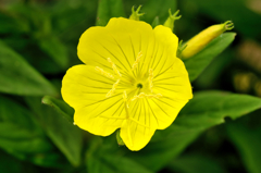 花0529-1