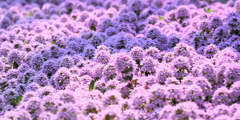 芝桜