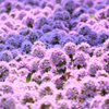 芝桜