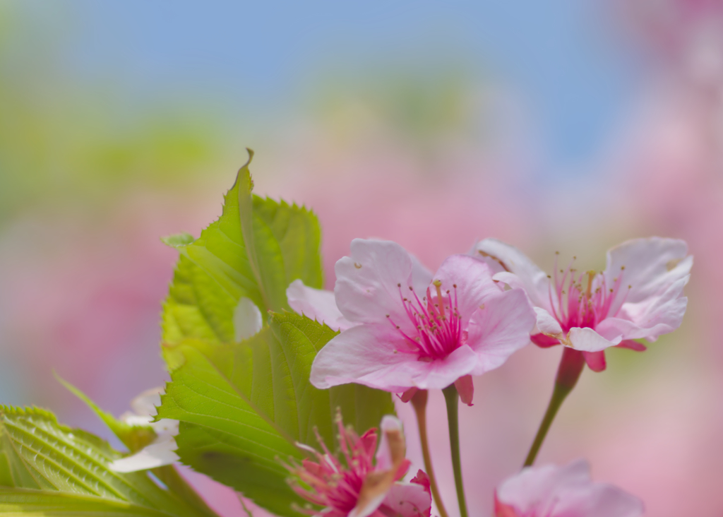 桜２