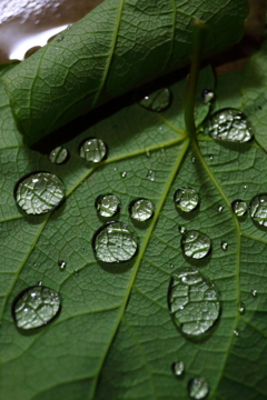 雨の日の隠れミッキー