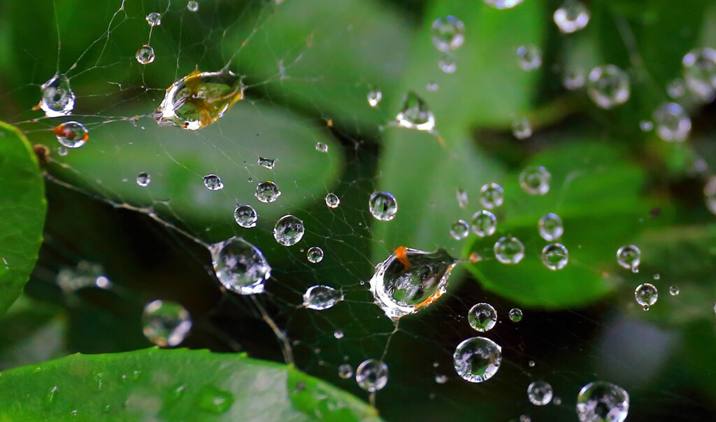 雨と蜘蛛の巣