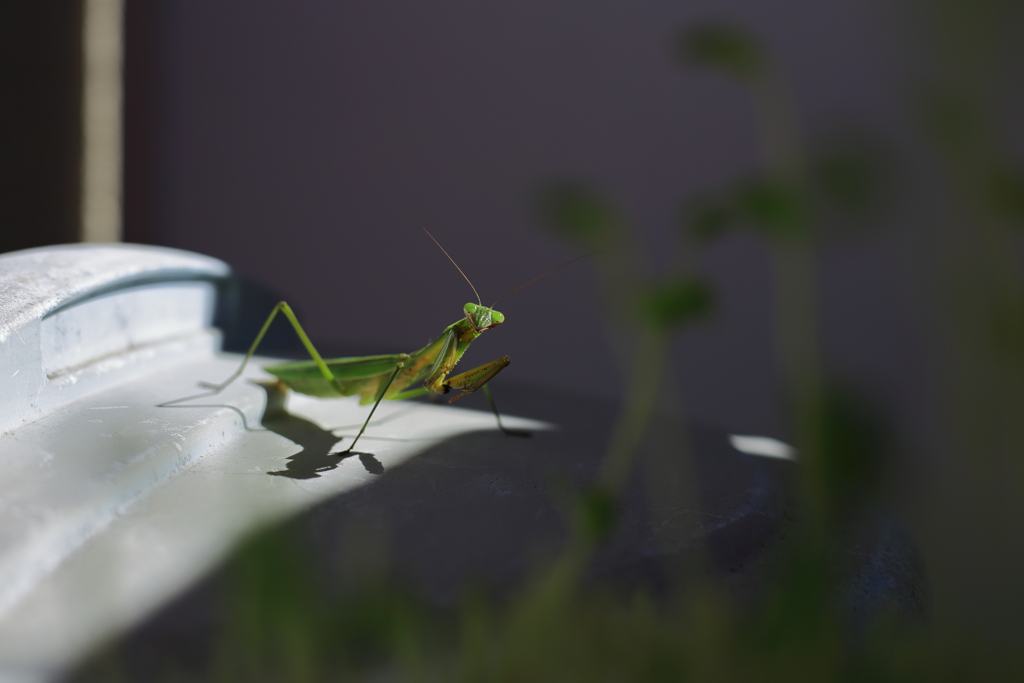 カマキリ先生