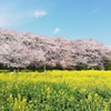 桜菜の花