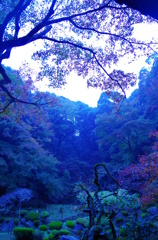 庭