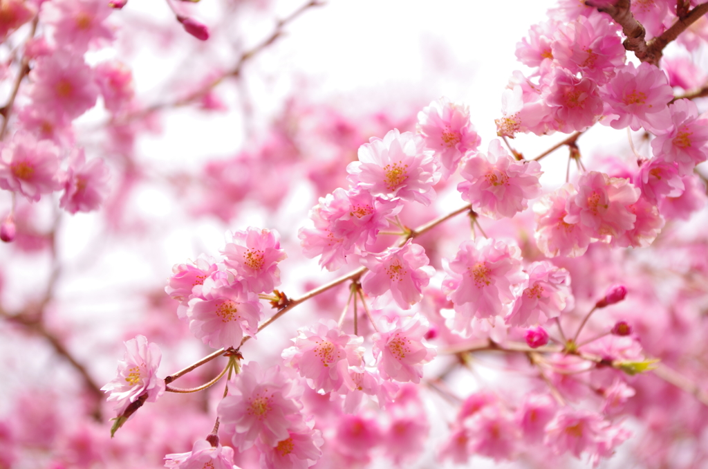 桜