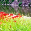 彼岸花