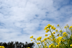 菜の花と空