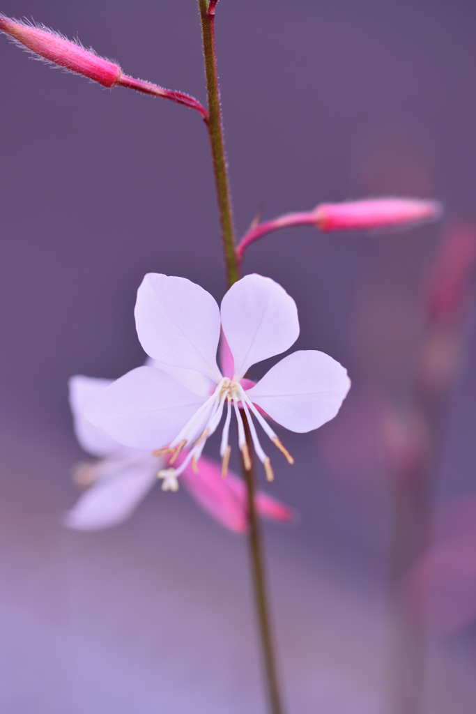 名も知らぬ花２