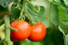 実りのプチトマト