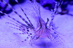不満でもあるのカサゴ