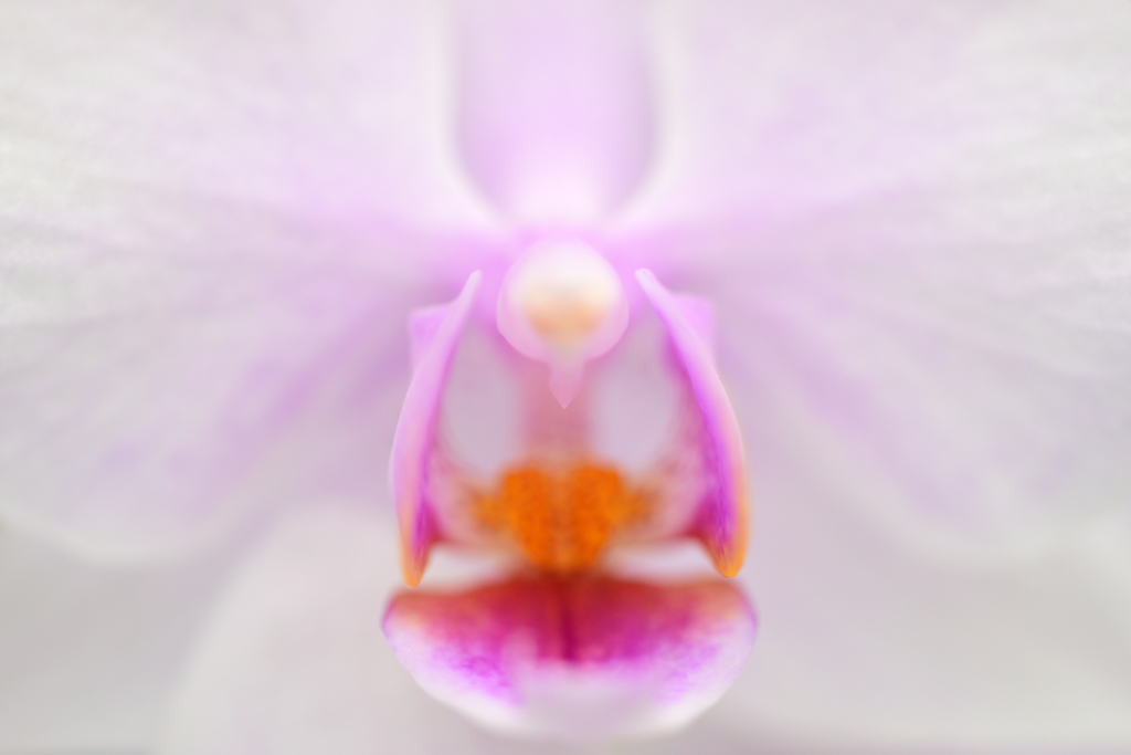 蘭漫４