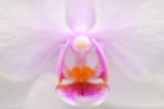 蘭漫４