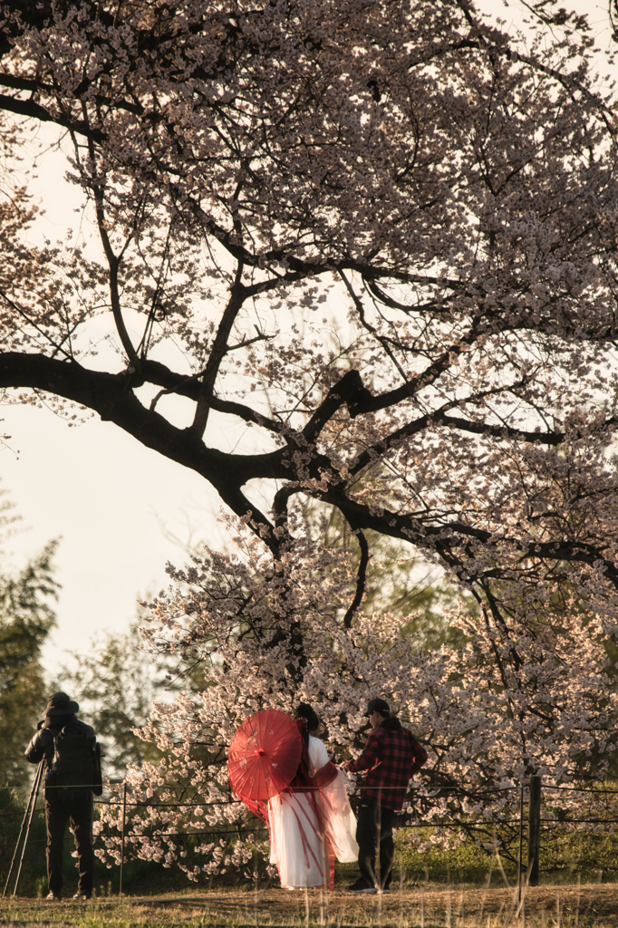 桜下にて