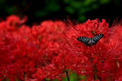 赤と蝶