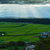 paddy field