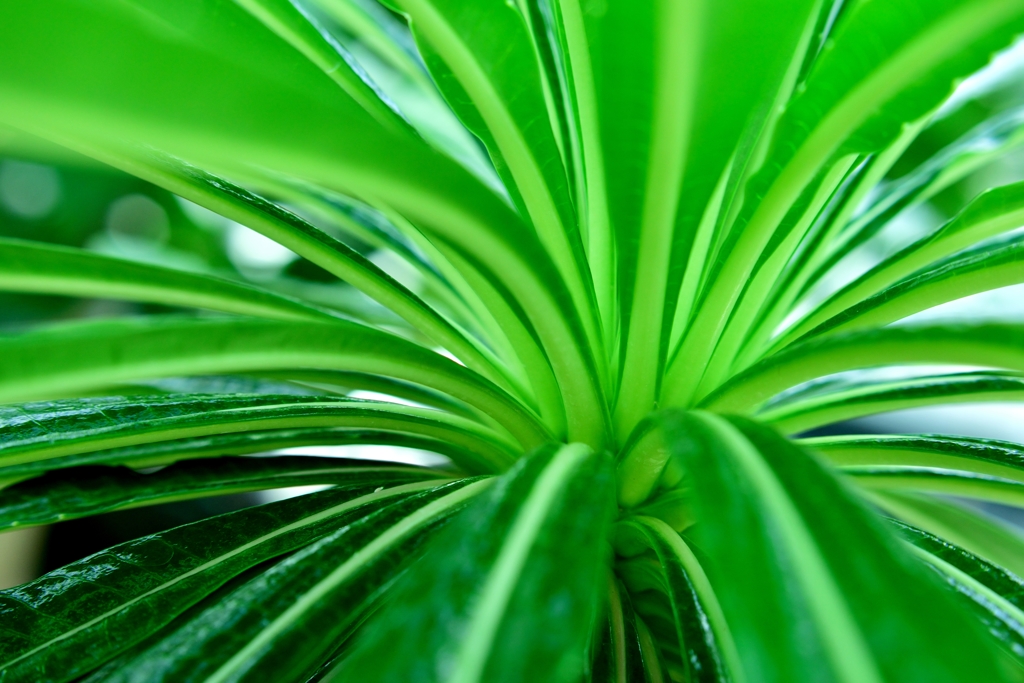 Green Shower