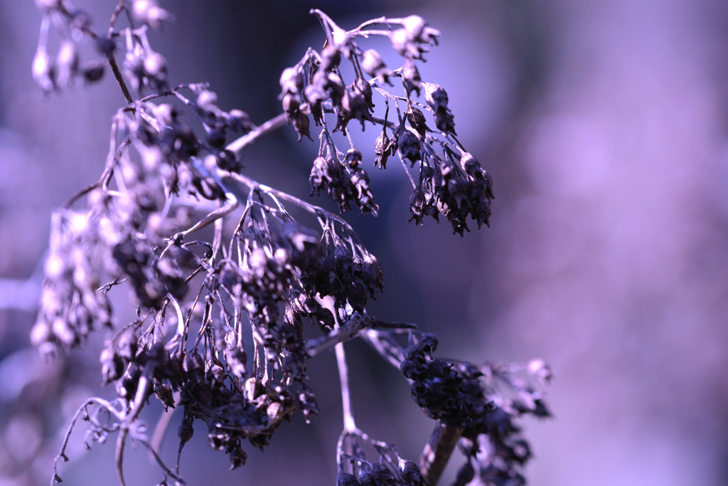 枯れ紫陽花（紫）