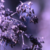 枯れ紫陽花（紫）