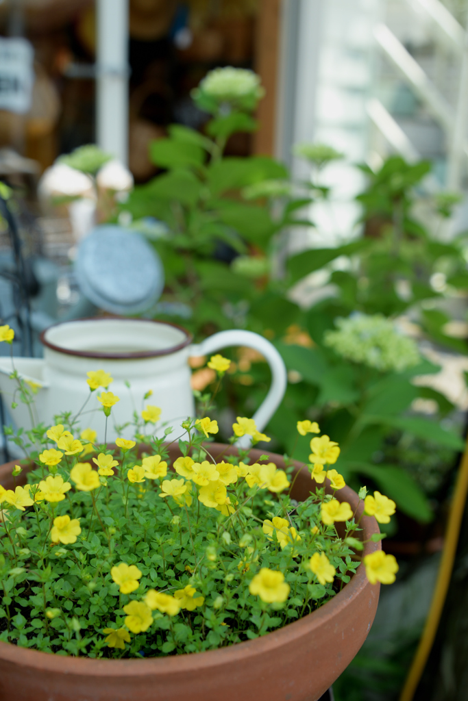 鉢植えにお水を