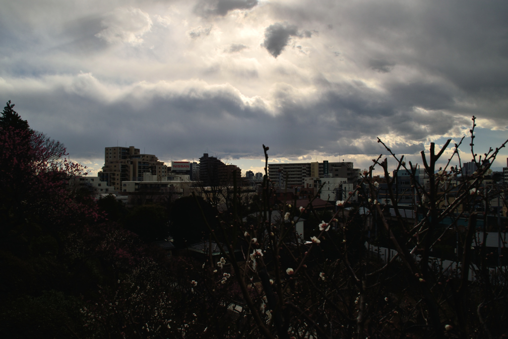 光差す梅園