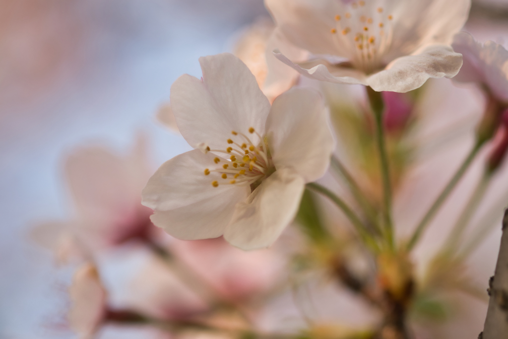 SAKURA 