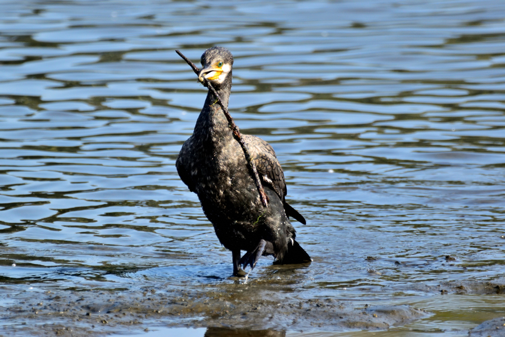 いいもの見つけた！