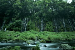 岩つたう白い糸