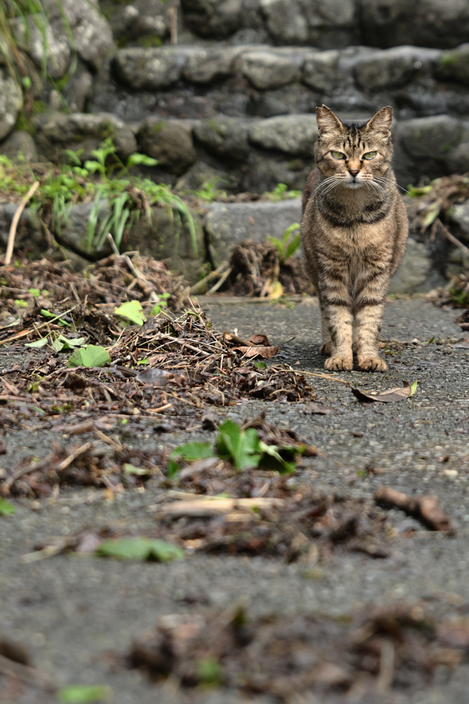 田貫湖の猫