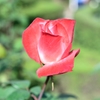 薄紅に染まる