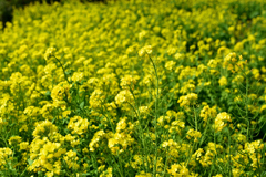 一面の菜の花