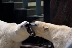 シロクマもクマ