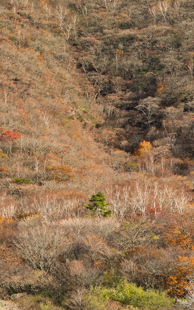ヒトハヒトワタシハワタシ