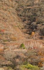 ヒトハヒトワタシハワタシ