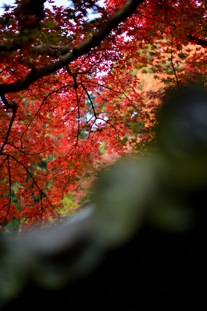 屋根むこうの紅葉