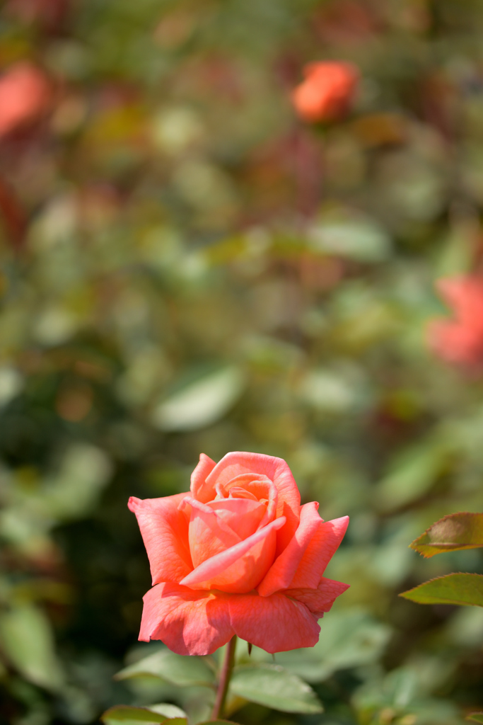薔薇の季節