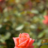 薔薇の季節