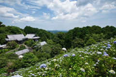 天空の紫陽花園