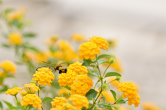 ほうじゃくお食事中