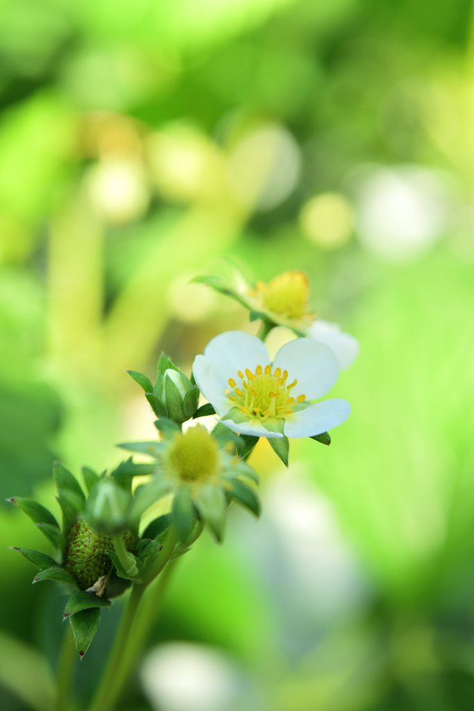 花咲くいちご