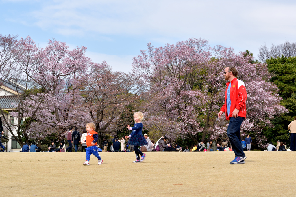 桜の見える広場