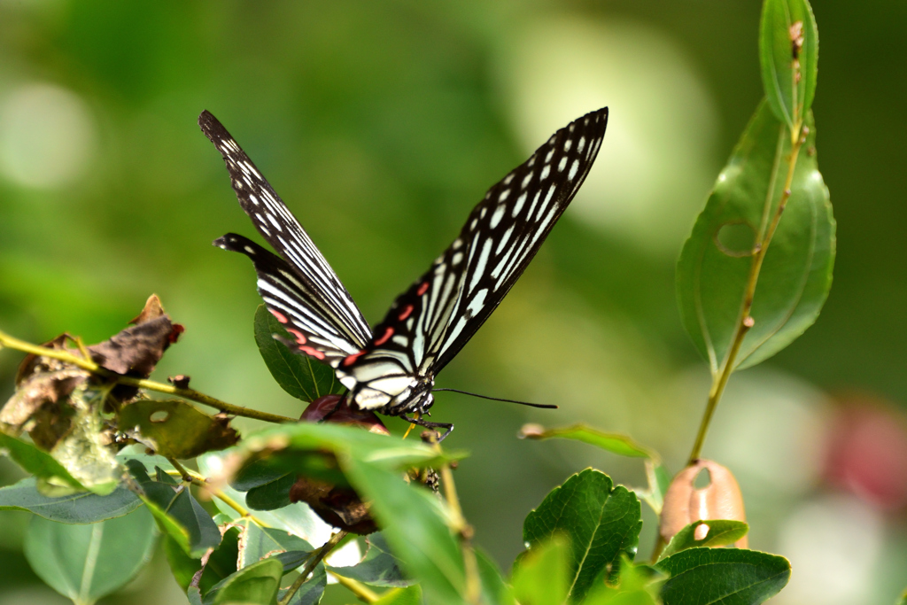 アゲハの撮影が出来ました。