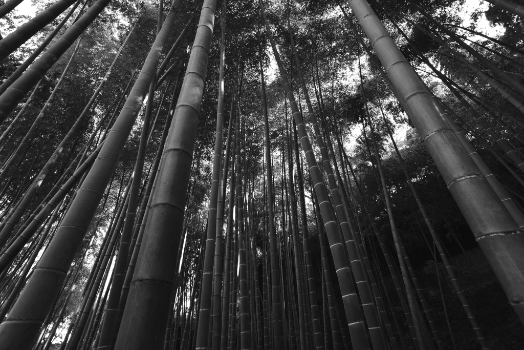 竹林