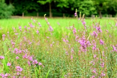 公園の花３