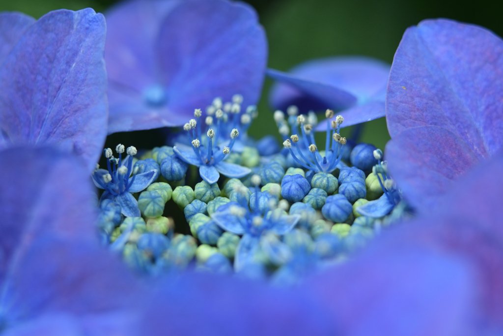 紫陽花の宝石箱