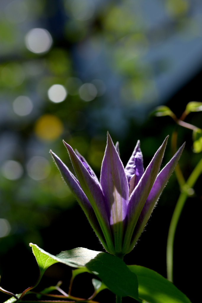 鎌倉で出会った花々5