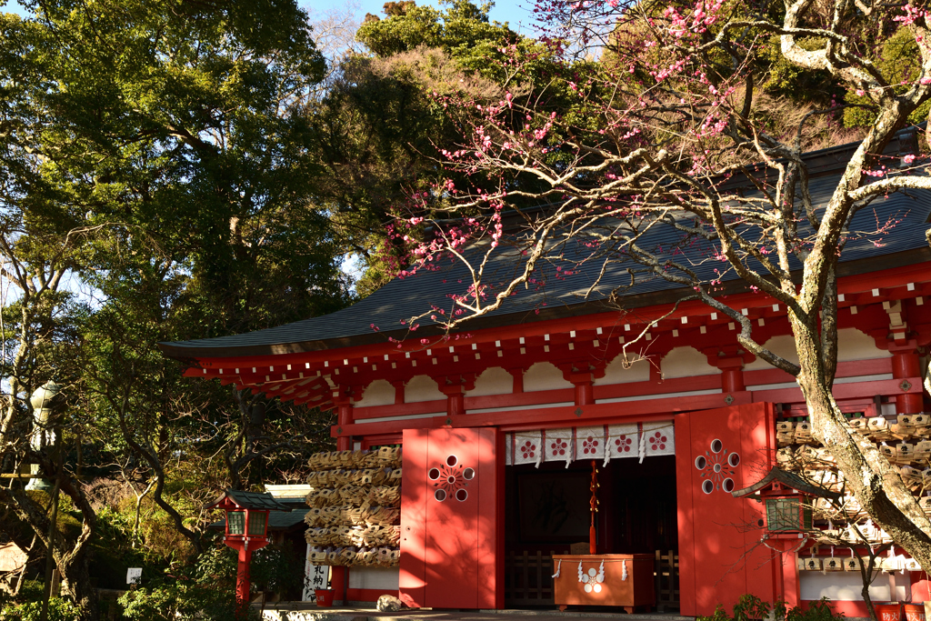 紅梅重なる荏柄神社