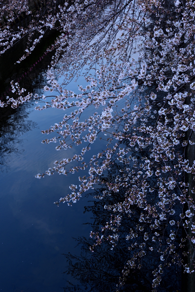 川面にかかる桜